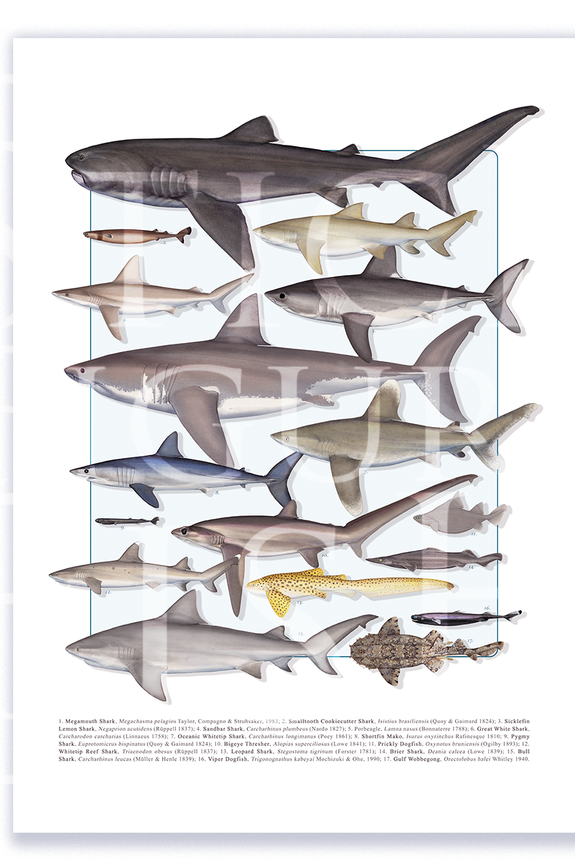 Fine art shark species compilation print by Dr. Lindsay Marshall on Hahnemühle German Etching paper.