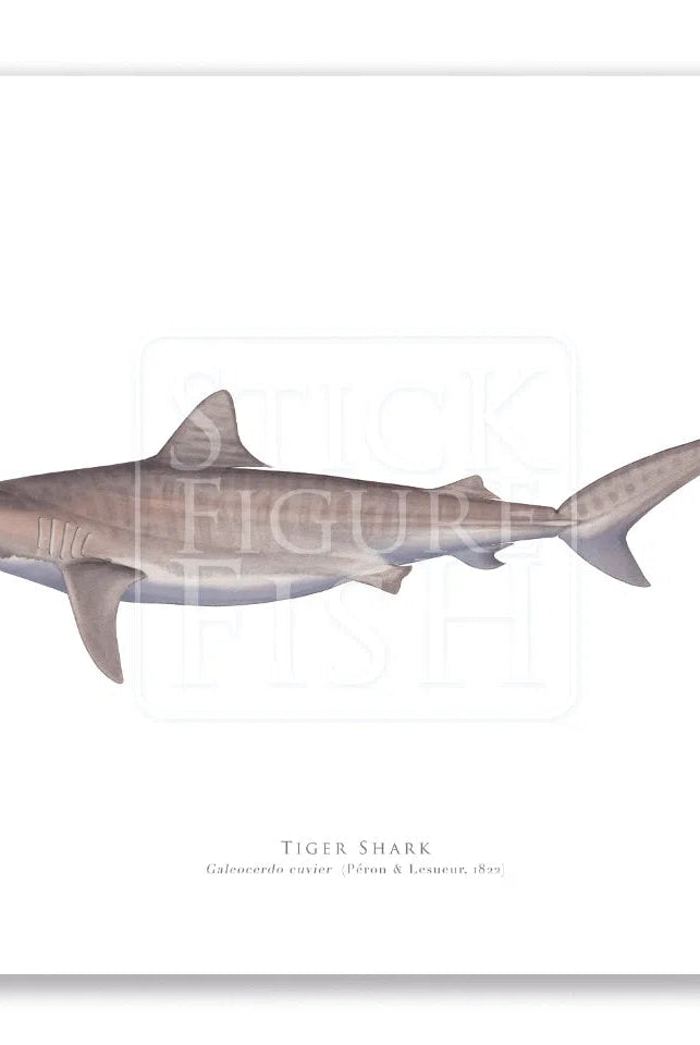 Tiger Shark, Galeocerdo cuvier (Péron & Lesueur 1822) - Fine Art Print-Stick Figure Fish Illustration