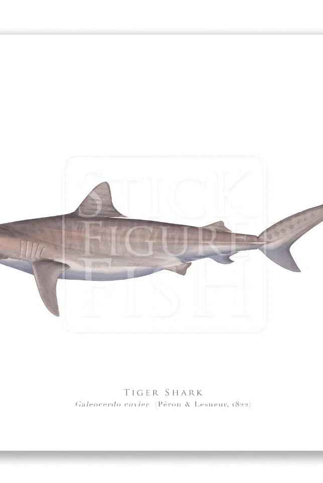 Tiger Shark, Galeocerdo cuvier (Péron & Lesueur 1822) - Fine Art Print-Stick Figure Fish Illustration
