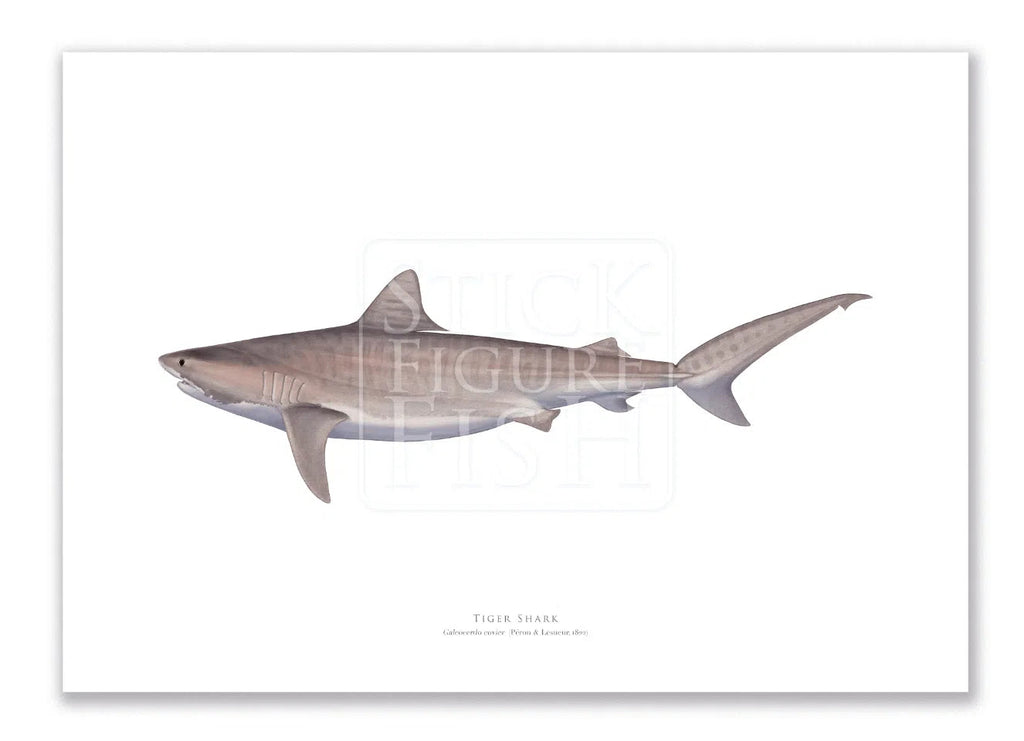 Tiger Shark, Galeocerdo cuvier (Péron & Lesueur 1822) - Fine Art Print-Stick Figure Fish Illustration