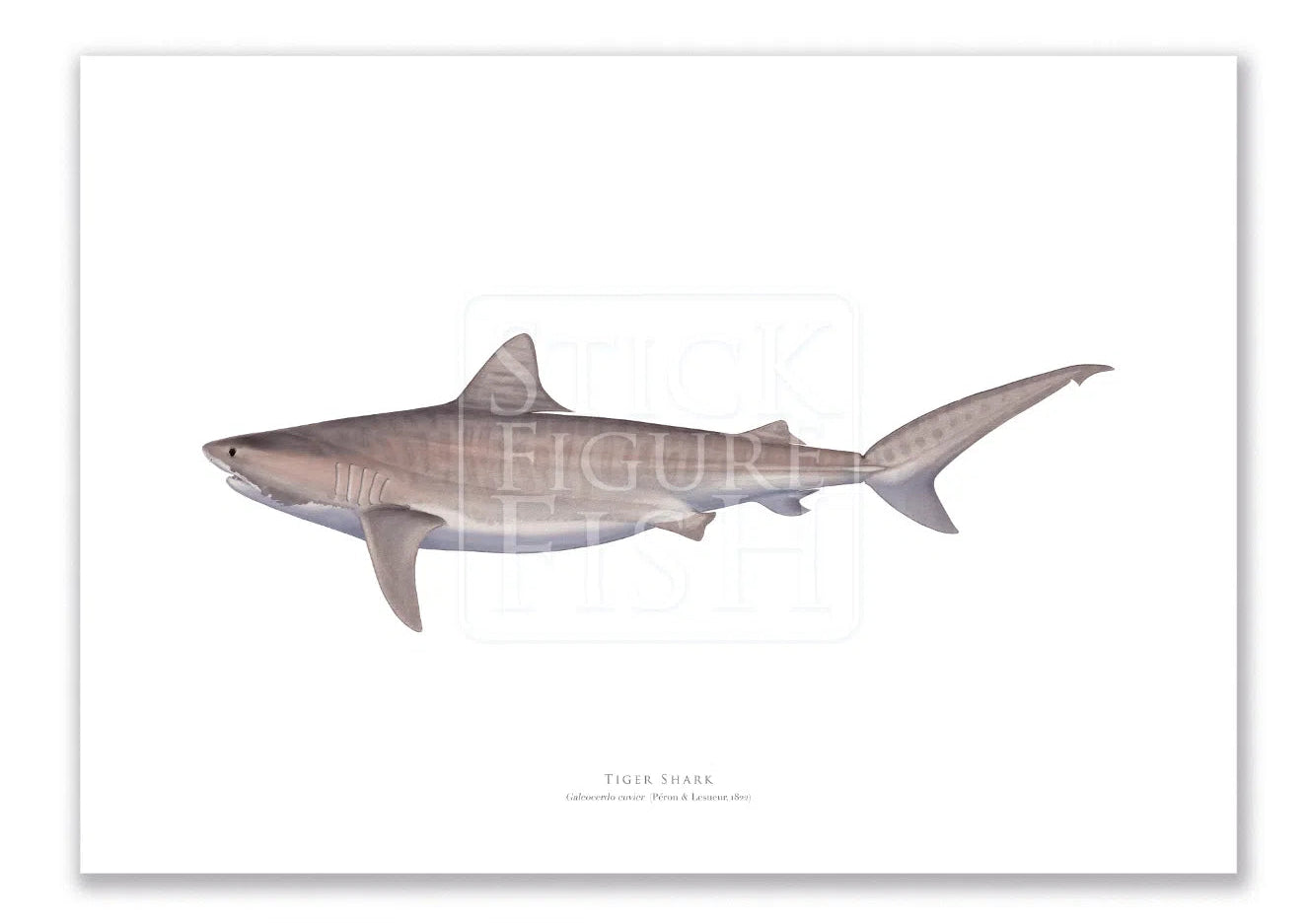 Tiger Shark, Galeocerdo cuvier (Péron & Lesueur 1822) - Fine Art Print-Stick Figure Fish Illustration