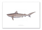 Tiger Shark, Galeocerdo cuvier (Péron & Lesueur 1822) - Fine Art Print-Stick Figure Fish Illustration