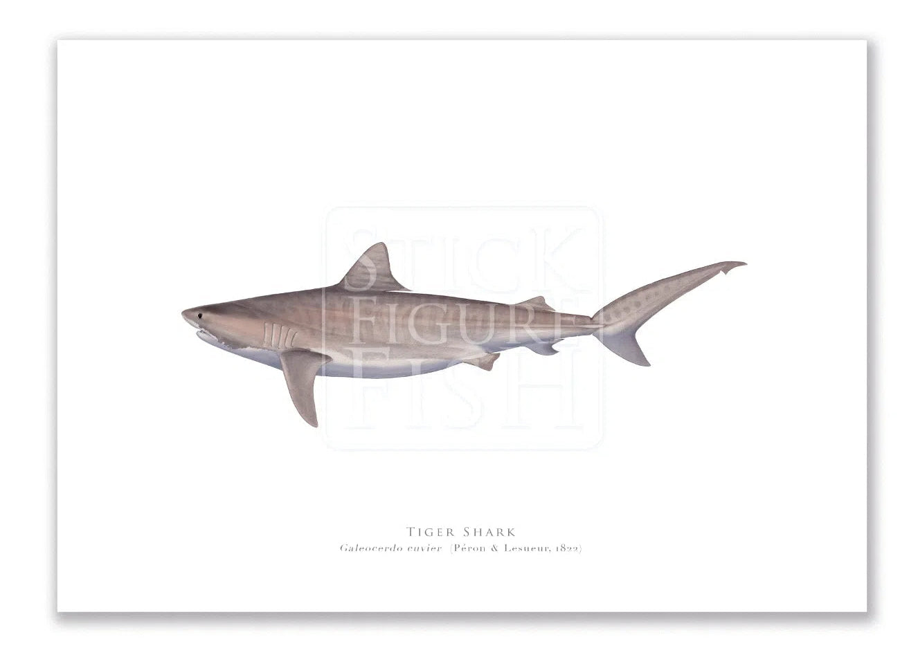 Tiger Shark, Galeocerdo cuvier (Péron & Lesueur 1822) - Fine Art Print-Stick Figure Fish Illustration