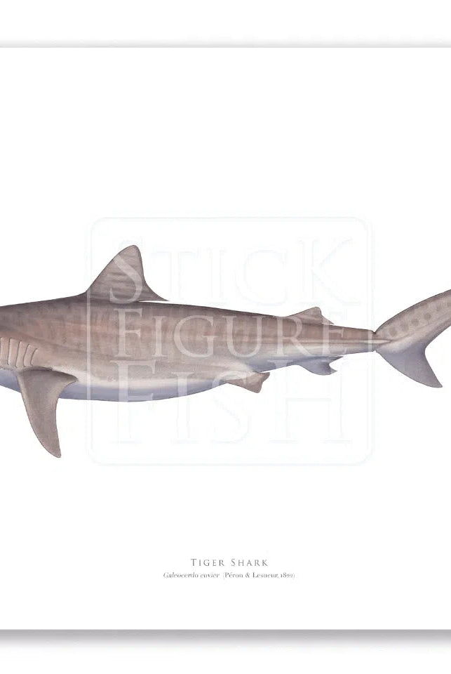 Tiger Shark, Galeocerdo cuvier (Péron & Lesueur 1822) - Fine Art Print-Stick Figure Fish Illustration