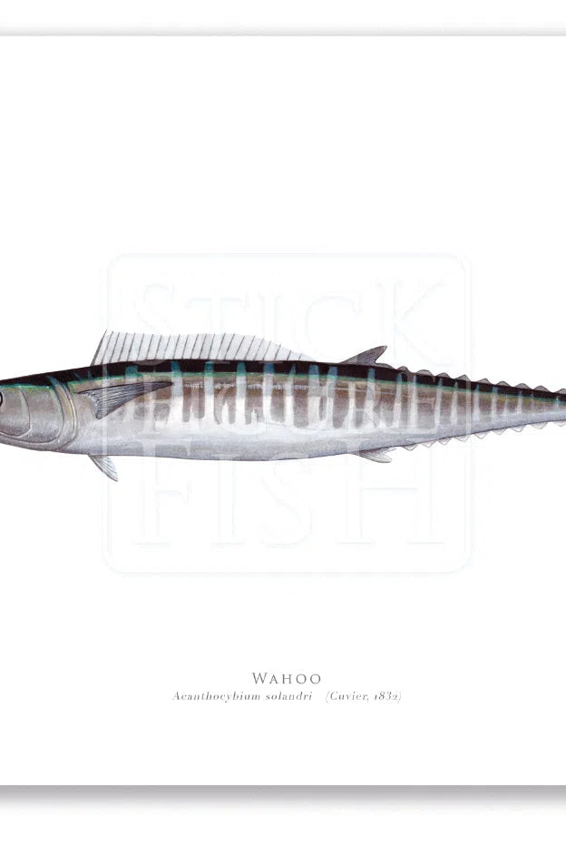 Wahoo, Acanthocybium solandri (Cuvier 1832) - Illustration 1 - Fine Art Print-Stick Figure Fish Illustration