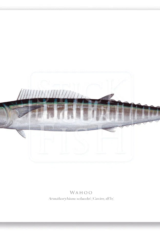 Wahoo, Acanthocybium solandri (Cuvier 1832) - Illustration 1 - Fine Art Print-Stick Figure Fish Illustration