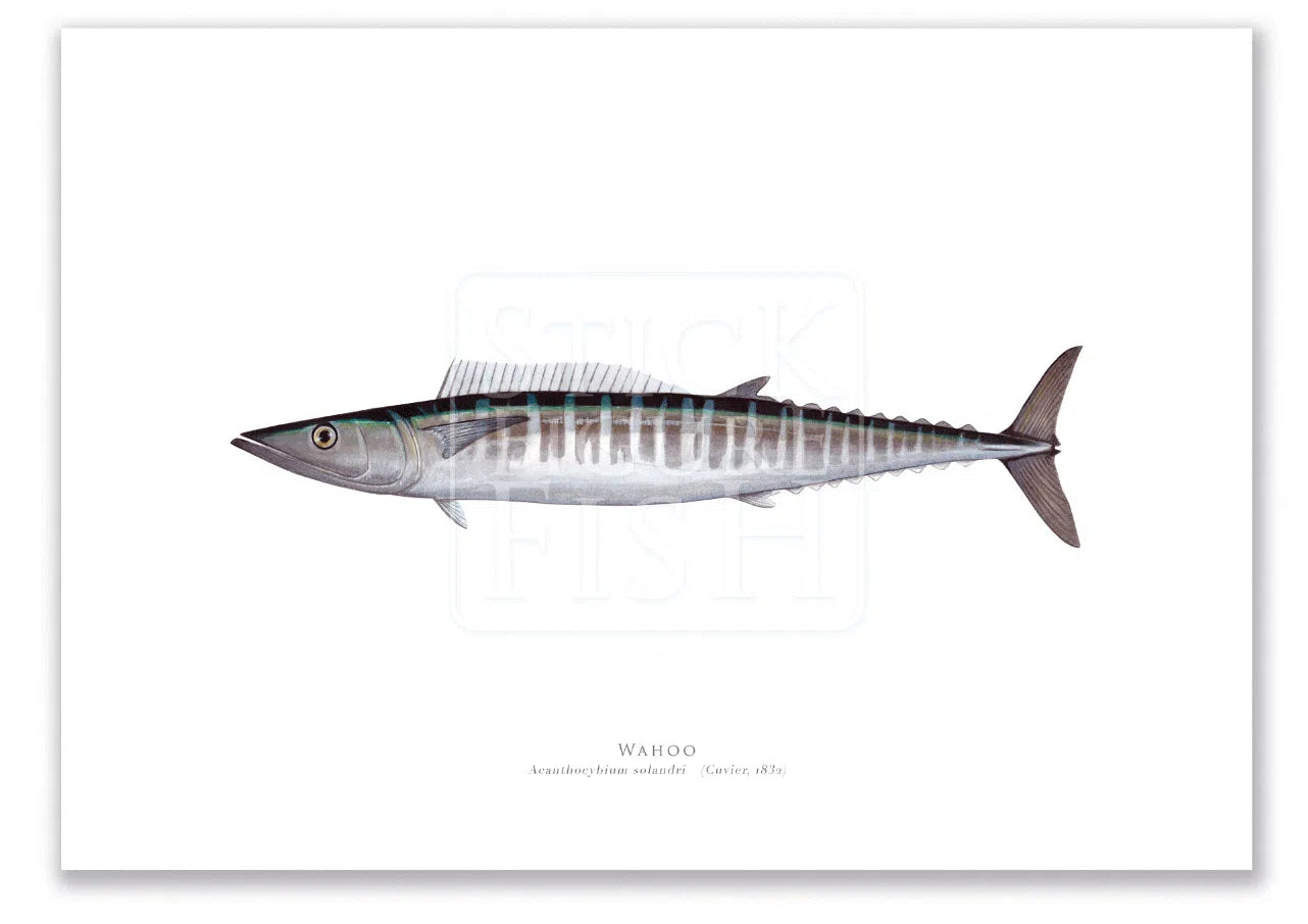 Wahoo, Acanthocybium solandri (Cuvier 1832) - Illustration 1 - Fine Art Print-Stick Figure Fish Illustration