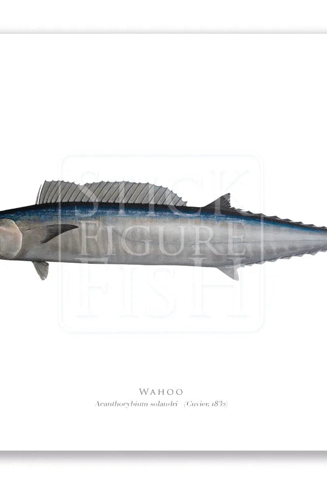 Wahoo, Acanthocybium solandri (Cuvier 1832) - Illustration 2 - Fine Art Print-Stick Figure Fish Illustration