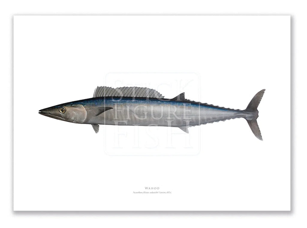 Wahoo, Acanthocybium solandri (Cuvier 1832) - Illustration 2 - Fine Art Print-Stick Figure Fish Illustration