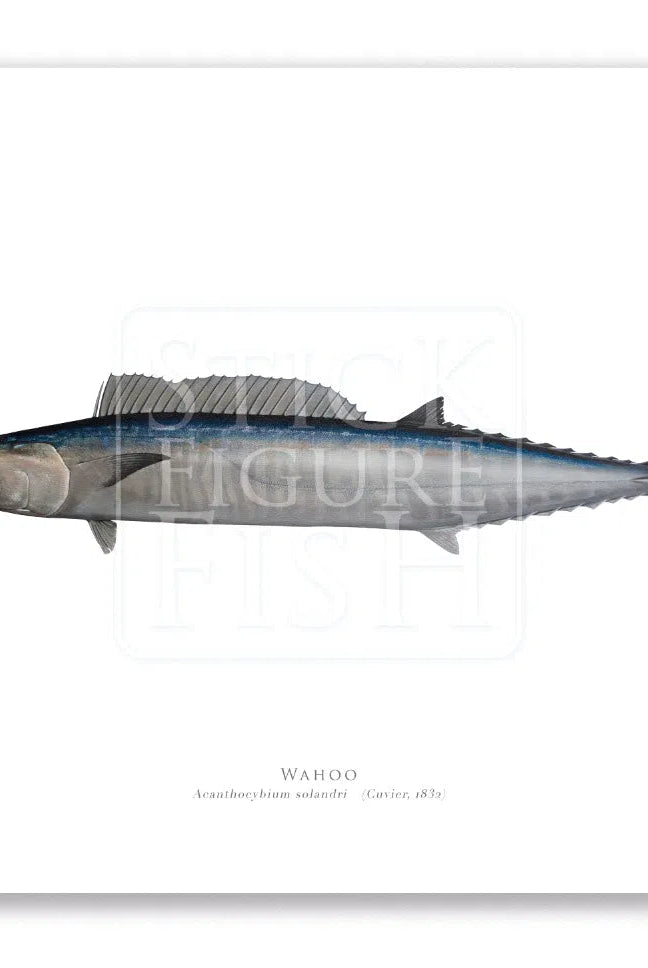 Wahoo, Acanthocybium solandri (Cuvier 1832) - Illustration 2 - Fine Art Print-Stick Figure Fish Illustration