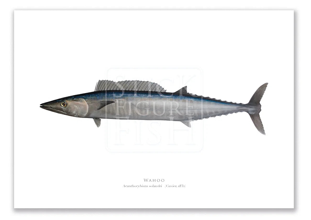 Wahoo, Acanthocybium solandri (Cuvier 1832) - Illustration 2 - Fine Art Print-Stick Figure Fish Illustration