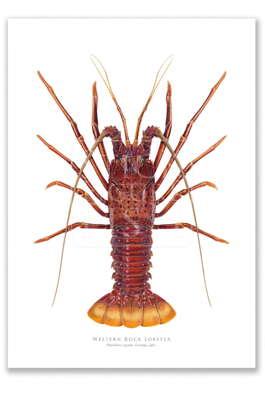 Western Rock lobster Panulirus cygnus (George, 1962) - Fine Art Print-Stick Figure Fish Illustration
