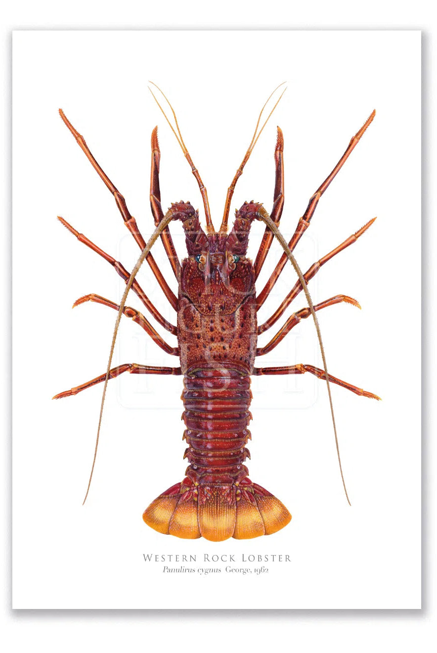 Western Rock lobster Panulirus cygnus (George, 1962) - Fine Art Print-Stick Figure Fish Illustration