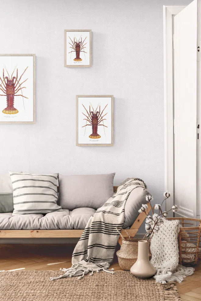 Western Rock lobster Panulirus cygnus (George, 1962) - Fine Art Print-Stick Figure Fish Illustration