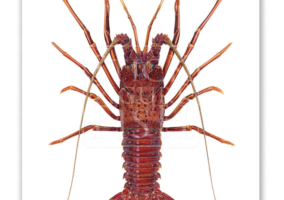 Western Rock lobster Panulirus cygnus (George, 1962) - Fine Art Print-Stick Figure Fish Illustration