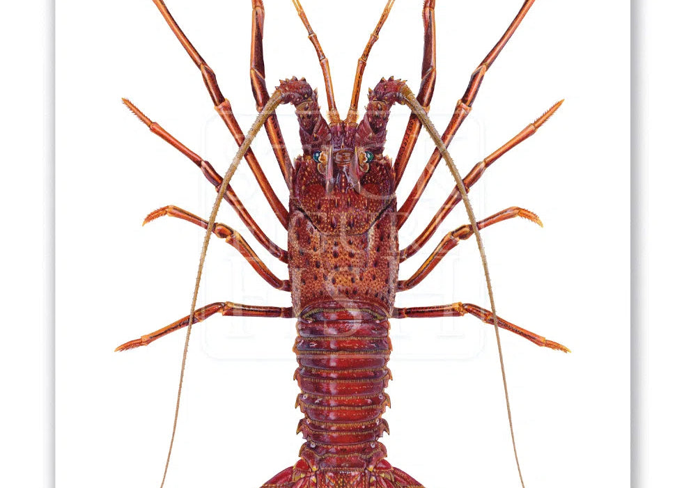 Western Rock lobster Panulirus cygnus (George, 1962) - Fine Art Print-Stick Figure Fish Illustration