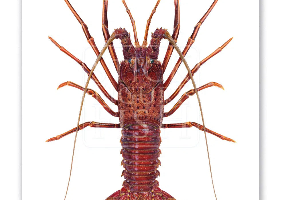 Western Rock lobster Panulirus cygnus (George, 1962) - Fine Art Print-Stick Figure Fish Illustration
