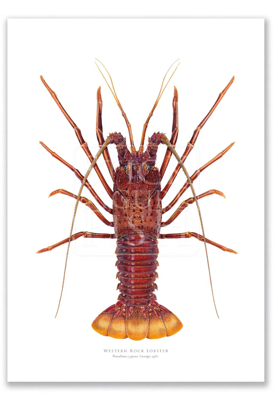 Western Rock lobster Panulirus cygnus (George, 1962) - Fine Art Print-Stick Figure Fish Illustration