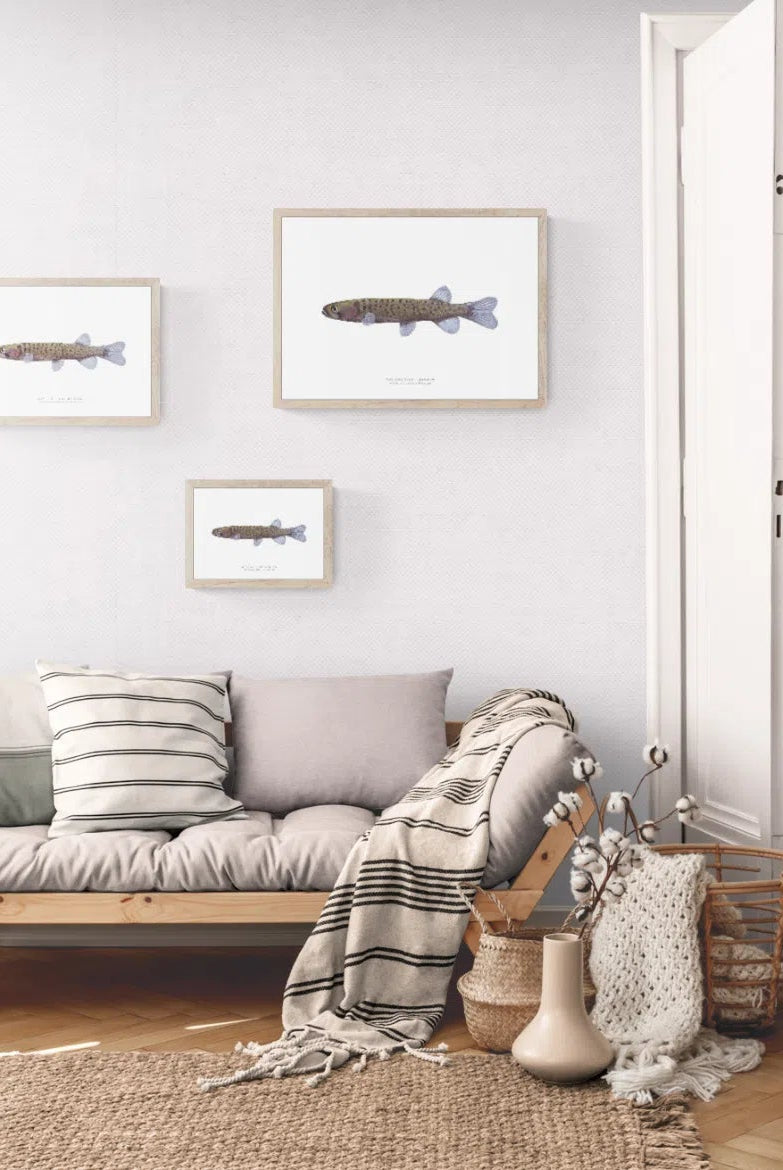 Western Trout Minnow, Galaxius truttaceus hesperius Whitley, 1944 - Fine Art Print-Stick Figure Fish Illustration