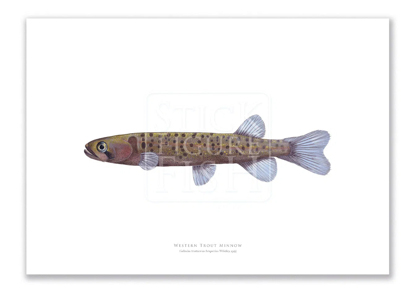 Western Trout Minnow, Galaxius truttaceus hesperius Whitley, 1944 - Fine Art Print-Stick Figure Fish Illustration