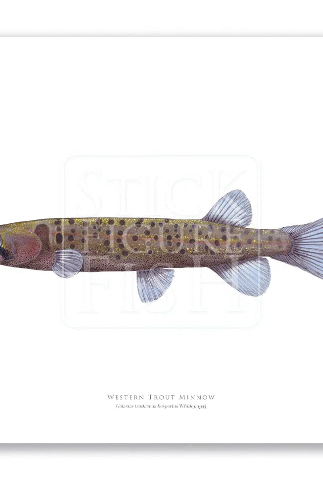 Western Trout Minnow, Galaxius truttaceus hesperius Whitley, 1944 - Fine Art Print-Stick Figure Fish Illustration
