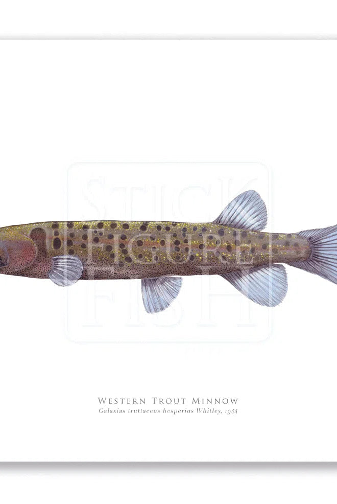 Western Trout Minnow, Galaxius truttaceus hesperius Whitley, 1944 - Fine Art Print-Stick Figure Fish Illustration