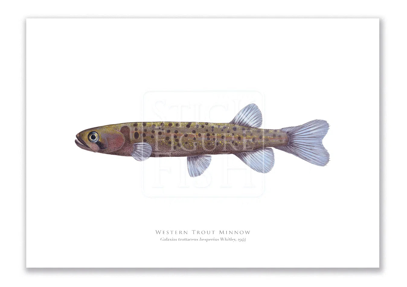 Western Trout Minnow, Galaxius truttaceus hesperius Whitley, 1944 - Fine Art Print-Stick Figure Fish Illustration