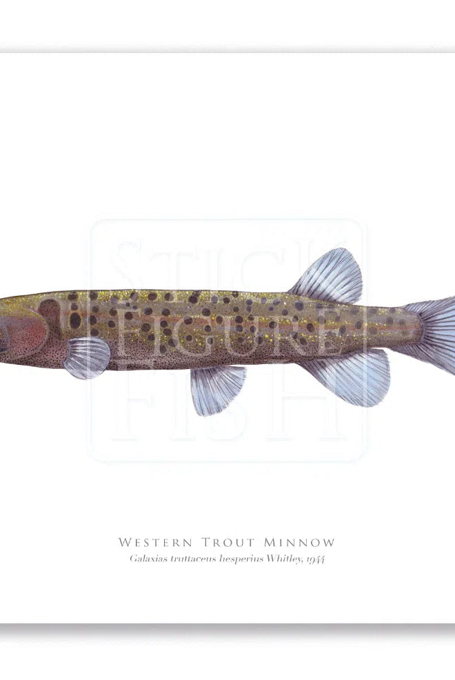 Western Trout Minnow, Galaxius truttaceus hesperius Whitley, 1944 - Fine Art Print-Stick Figure Fish Illustration