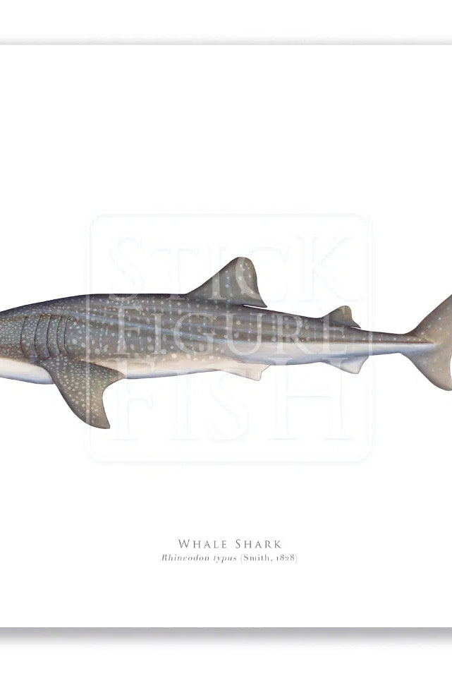 Whale Shark, Rhincodon typus (Smith 1828) - Fine Art Print-Stick Figure Fish Illustration