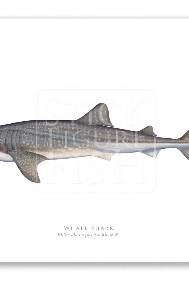 Whale Shark, Rhincodon typus (Smith 1828) - Fine Art Print-Stick Figure Fish Illustration