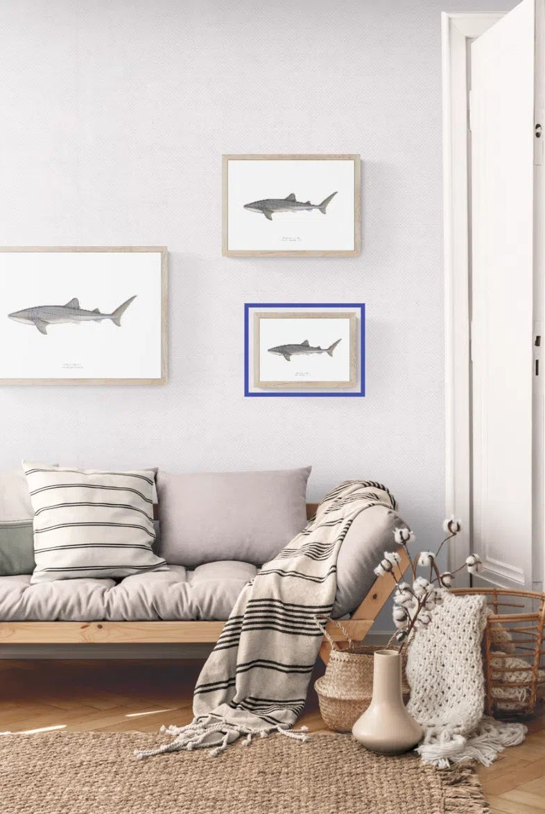 Whale Shark, Rhincodon typus (Smith 1828) - Fine Art Print-Stick Figure Fish Illustration