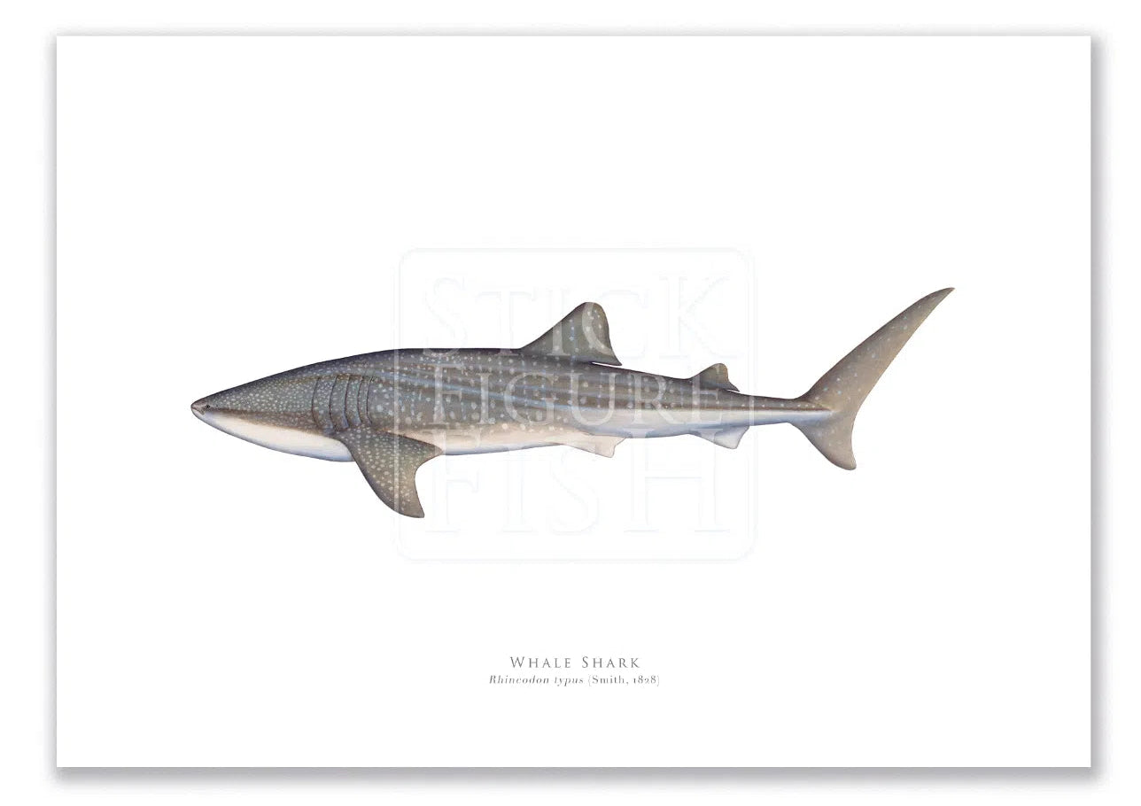Whale Shark, Rhincodon typus (Smith 1828) - Fine Art Print-Stick Figure Fish Illustration