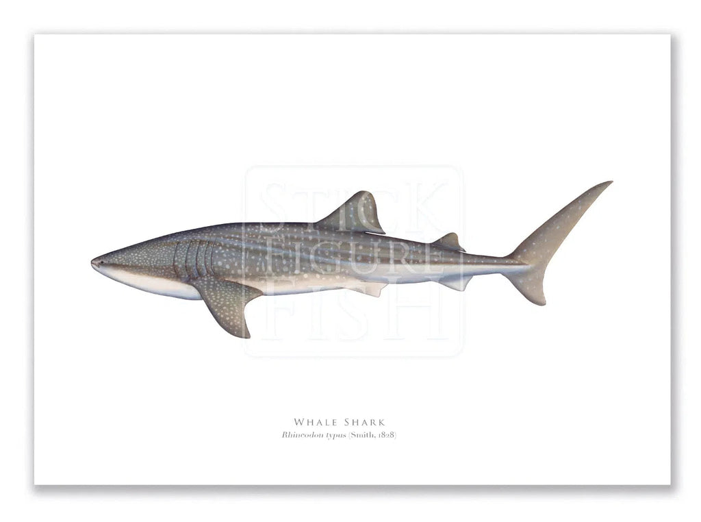 Whale Shark, Rhincodon typus (Smith 1828) - Fine Art Print-Stick Figure Fish Illustration