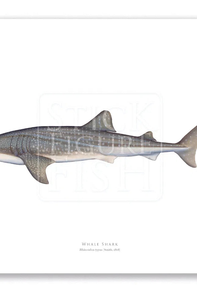 Whale Shark, Rhincodon typus (Smith 1828) - Fine Art Print-Stick Figure Fish Illustration