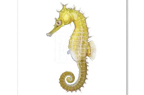White's Seahorse - Fine Art Print-Stick Figure Fish Illustration