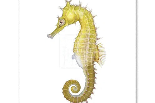 White's Seahorse - Fine Art Print-Stick Figure Fish Illustration