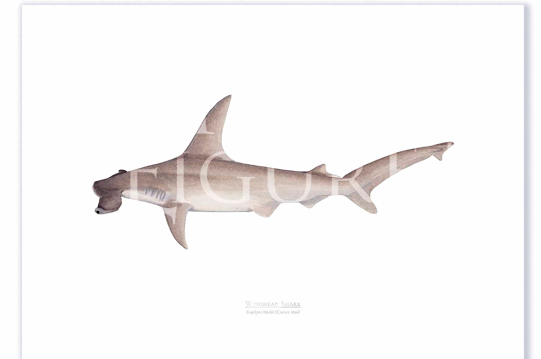 Winghead Shark A2 Print Mockup Shadow.jpg by Dr Lindsay Marshall