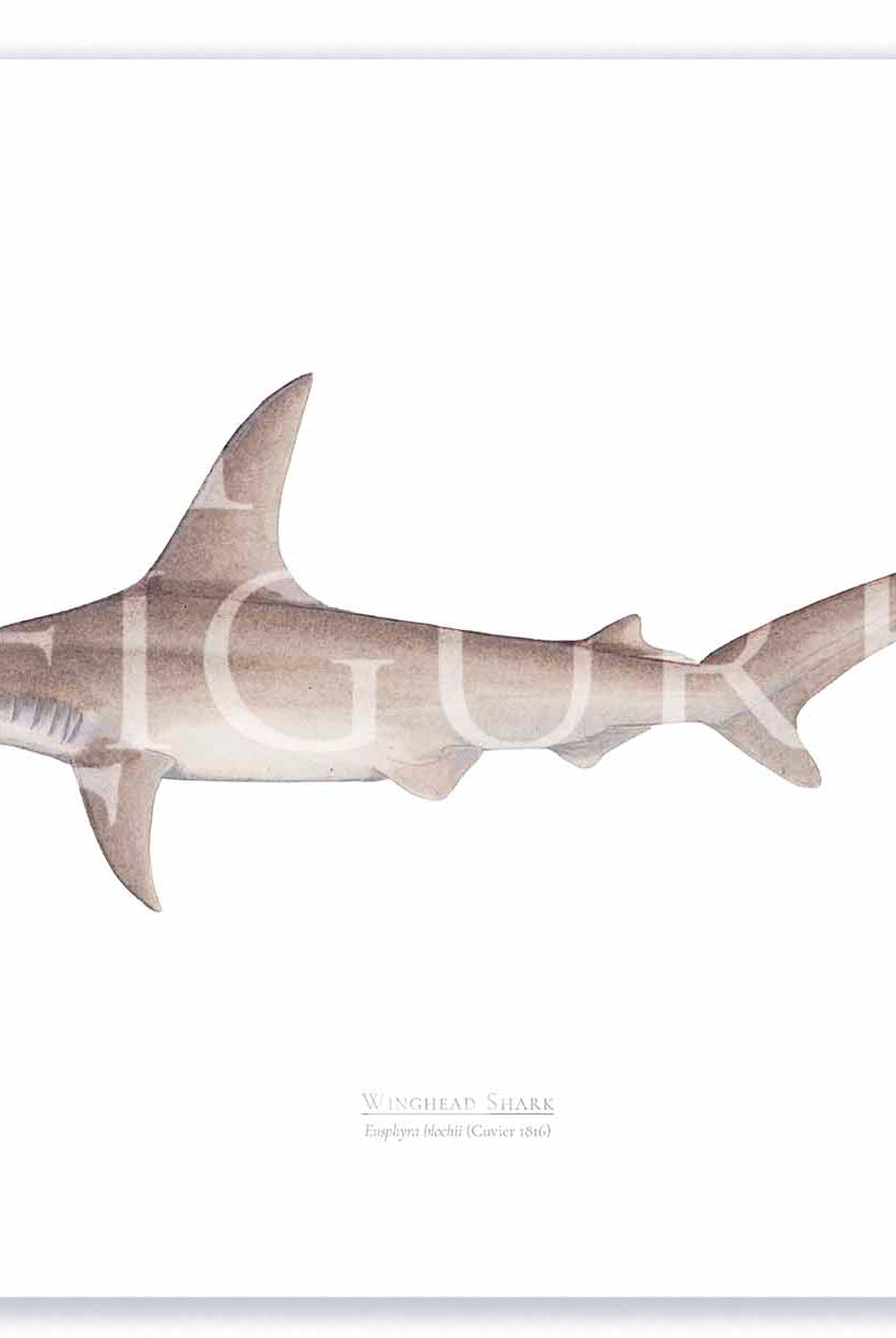 Winghead Shark A2 Print Mockup Shadow.jpg by Dr Lindsay Marshall