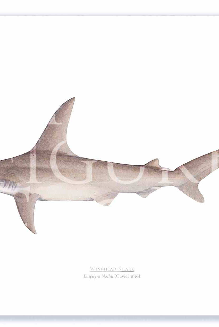 Winghead Shark A3 Print Mockup Shadow.jpg by Dr Lindsay Marshall