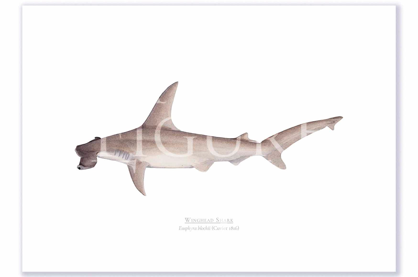Winghead Shark A4 Print Mockup Shadow.jpg by Dr Lindsay Marshall