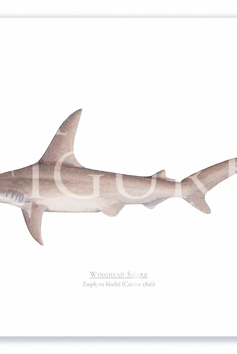 Winghead Shark A4 Print Mockup Shadow.jpg by Dr Lindsay Marshall