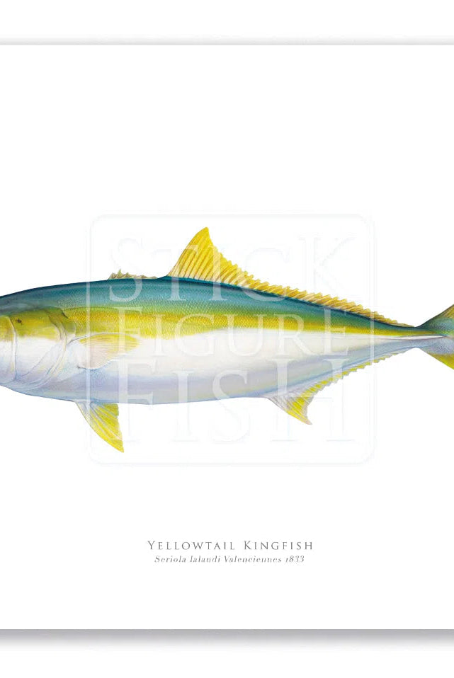 Yellowtail Kingfish, Seriola lalandi Valenciennes 1833 - Fine Art Print-Stick Figure Fish Illustration