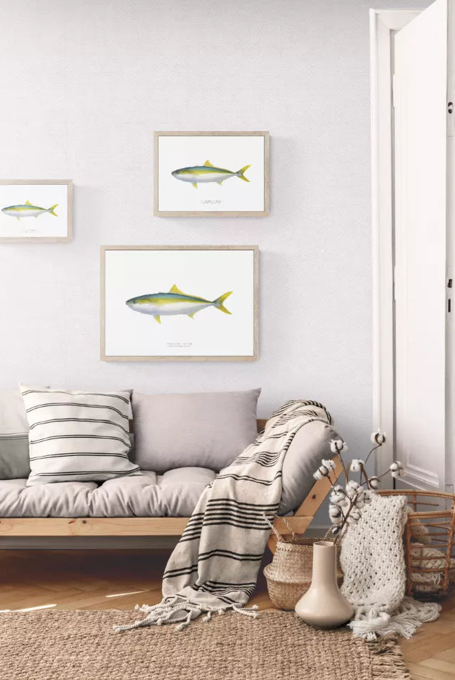 Yellowtail Kingfish, Seriola lalandi Valenciennes 1833 - Fine Art Print-Stick Figure Fish Illustration