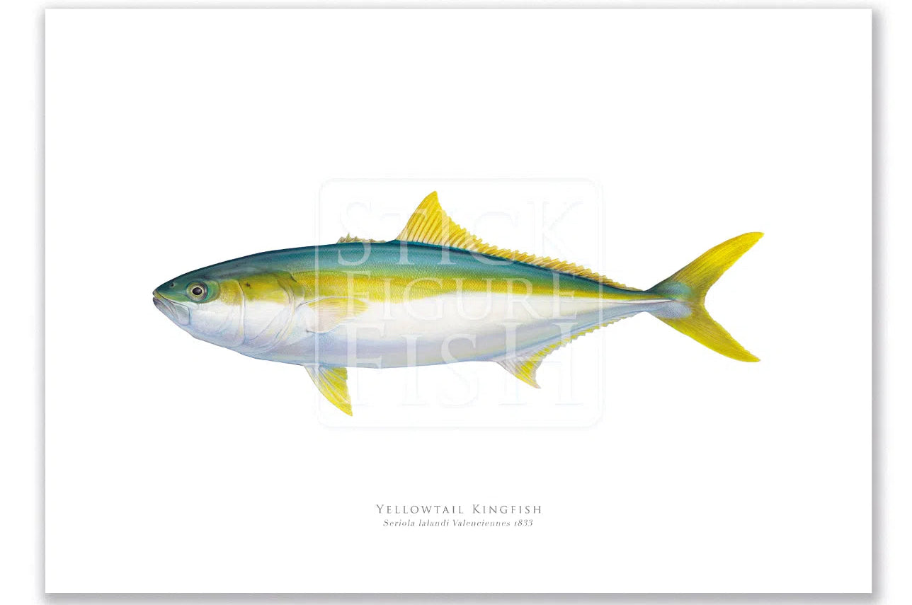 Yellowtail Kingfish, Seriola lalandi Valenciennes 1833 - Fine Art Print-Stick Figure Fish Illustration