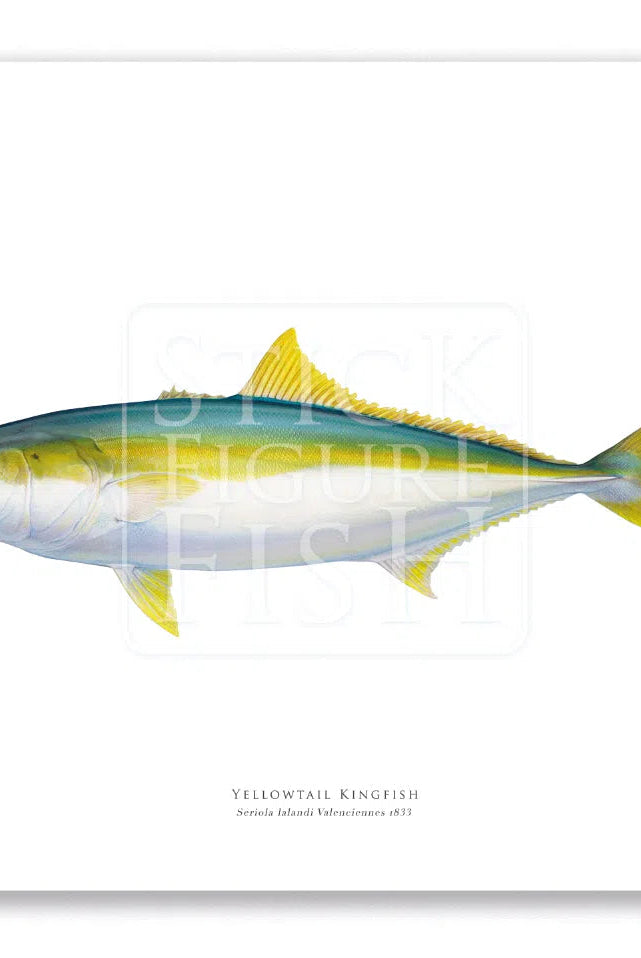 Yellowtail Kingfish, Seriola lalandi Valenciennes 1833 - Fine Art Print-Stick Figure Fish Illustration