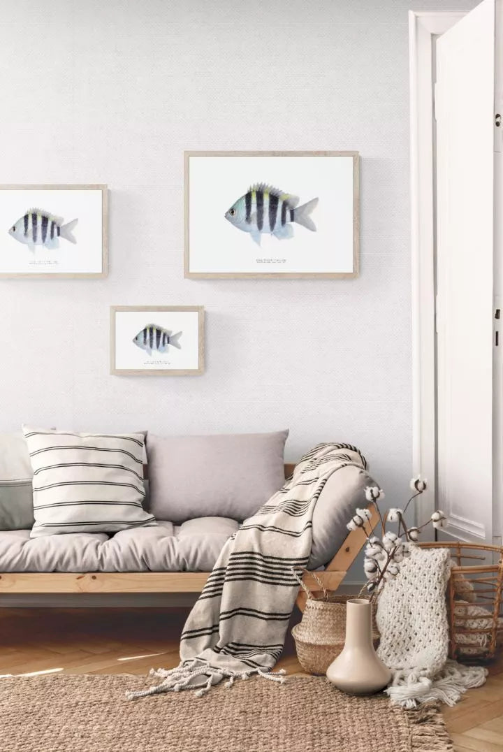 Indo-Pacific Sergeant, Abudefduf vaigiensis (Quoy & Gaimard 1825) - Fine Art Print-Stick Figure Fish Illustration