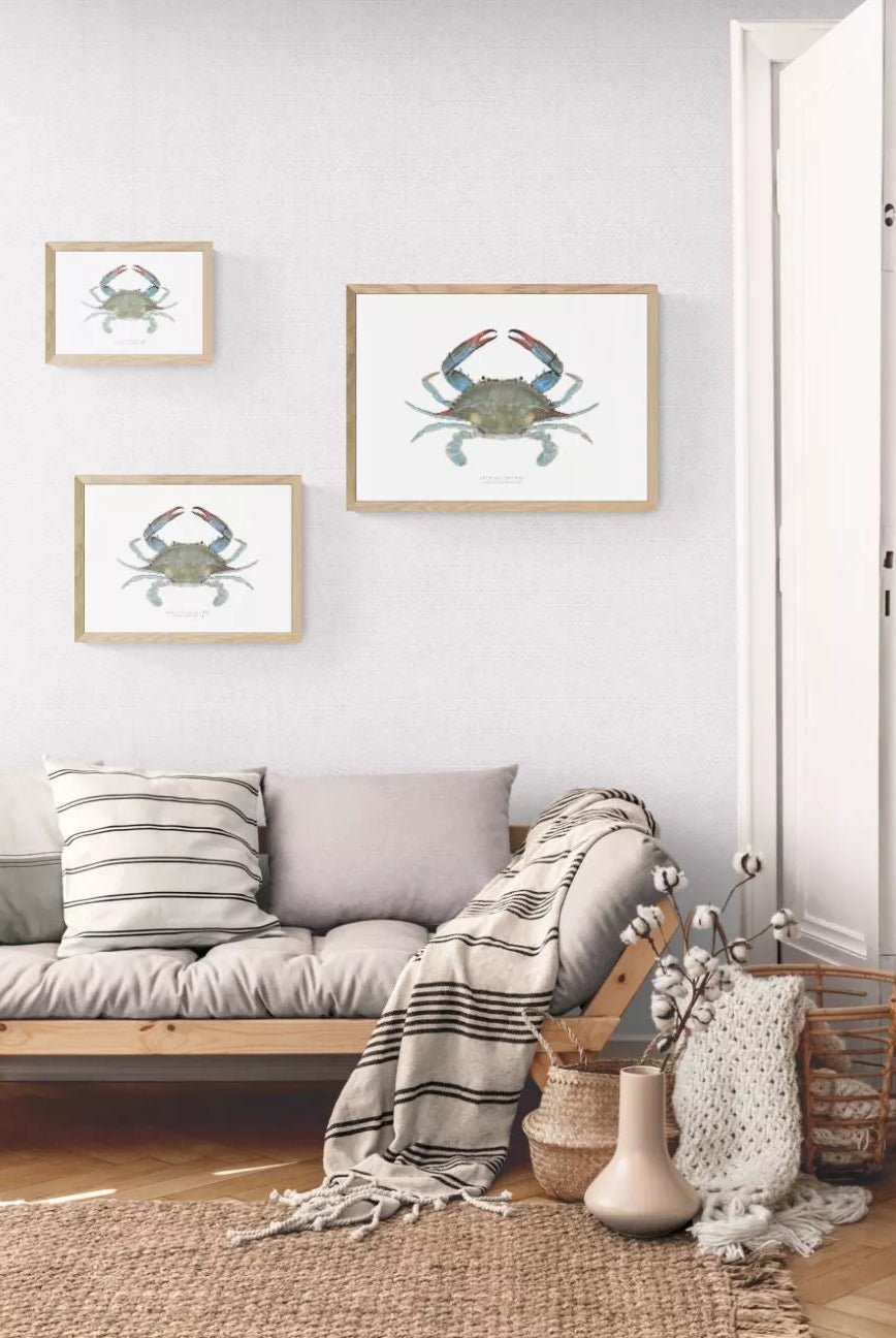 Louisiana Blue Crab, Callinectes sapidus Rathbun, 1896 - Fine Art Print-Stick Figure Fish Illustration
