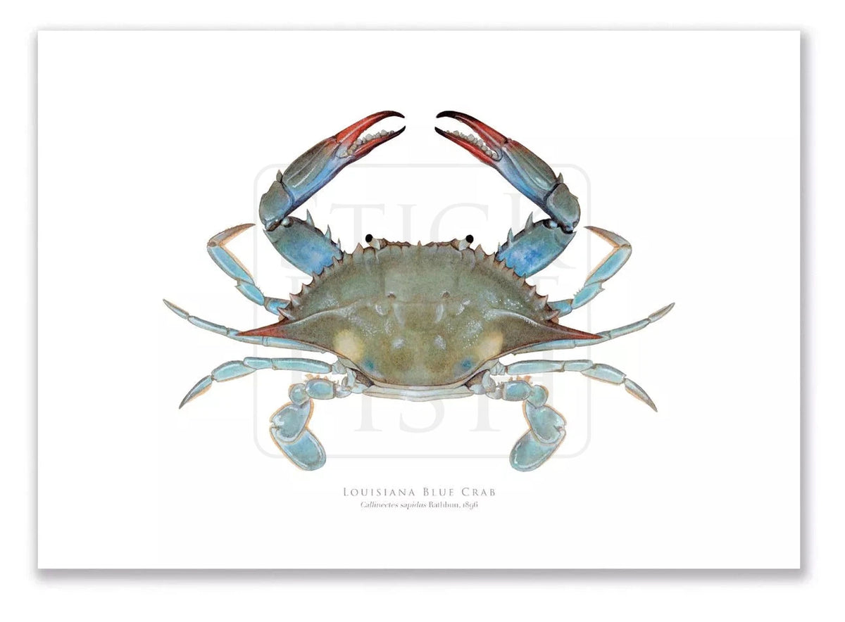 Blue Crab Pattern Saltwater Fly Fishing Art Print – ArtByAlexandraNicole
