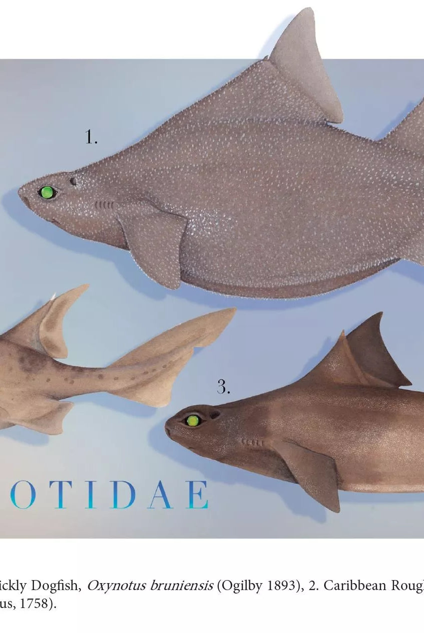 Sharks of the Deep 2023 Calendar - Mug-Stick Figure Fish Illustration