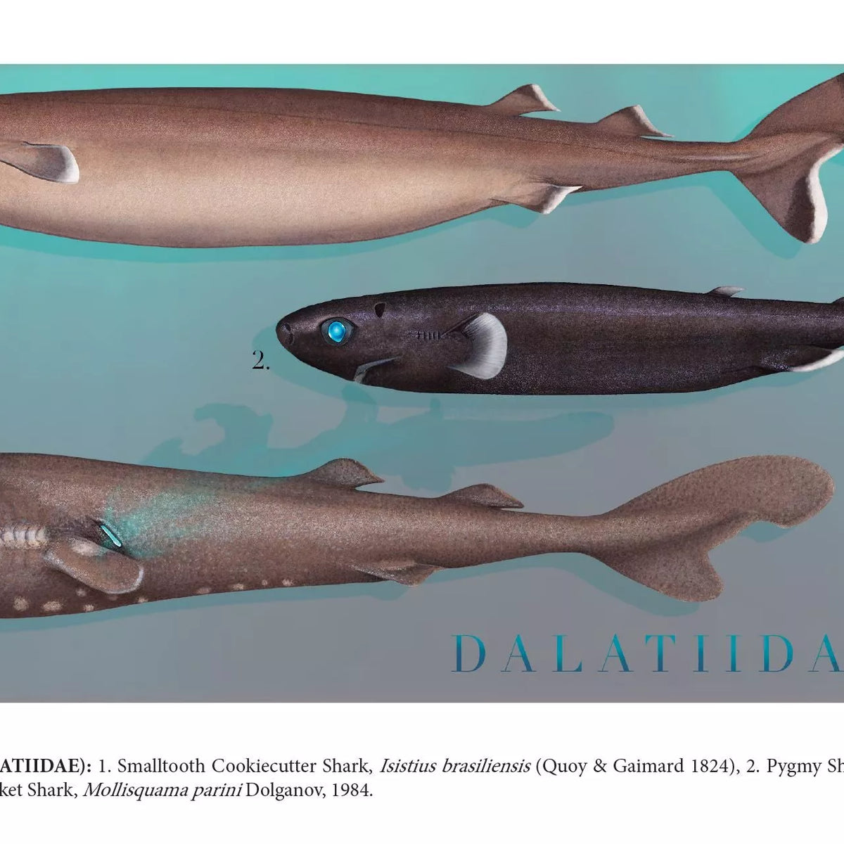 Sharks of the Deep 2023 Calendar - Mug-Stick Figure Fish Illustration